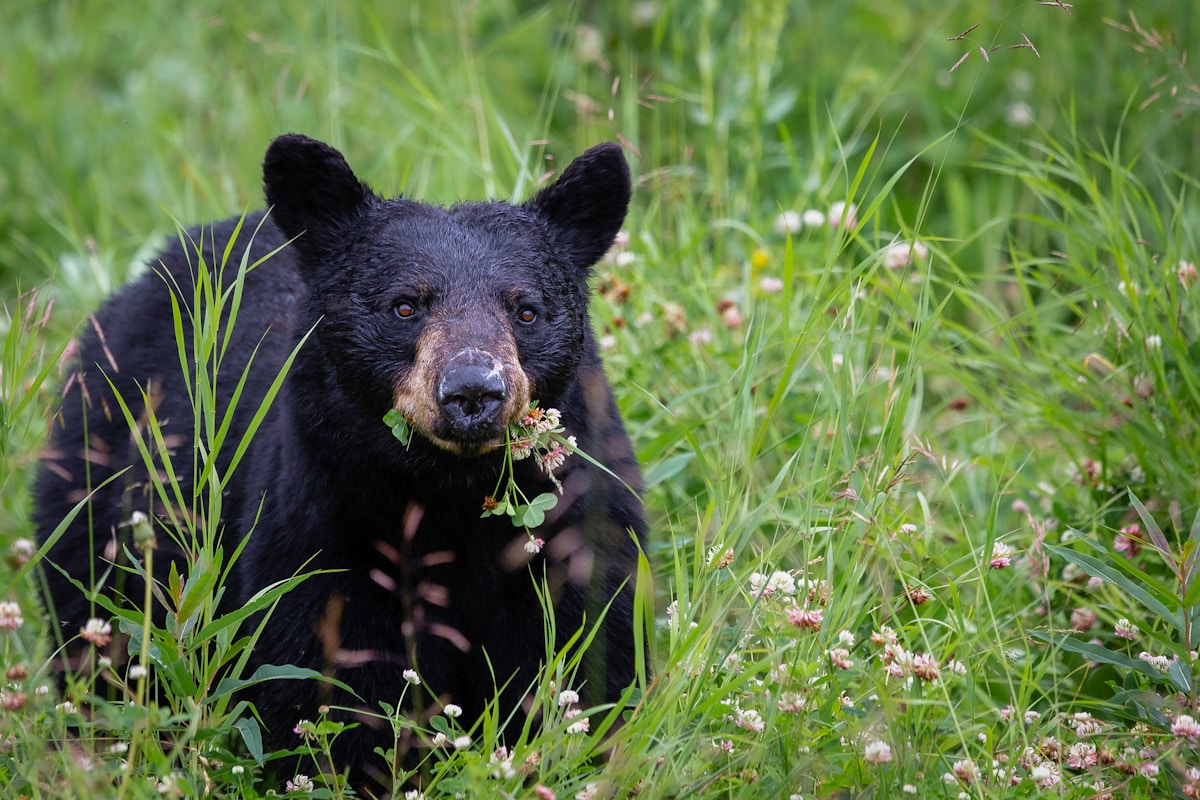Black Bears Make a Historic Comeback in the Southern United States Following Decades of Conservation Efforts