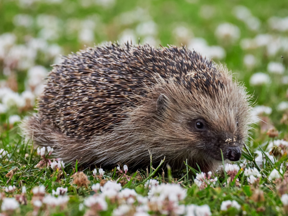 Incarcerated Artisans in the UK Build a Safer Future for Local Hedgehogs