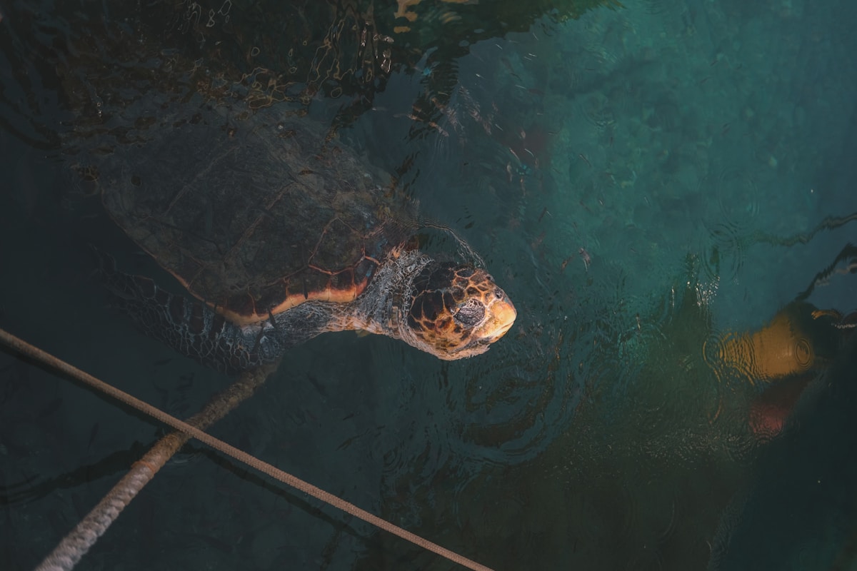 Rescued Loggerhead Sea Turtle Returned to the Wild After Six-Month Recovery