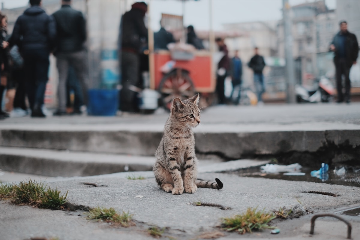 Rescued Stray Cat Promoted to Stationmaster by Welcoming Japanese Railway Staff