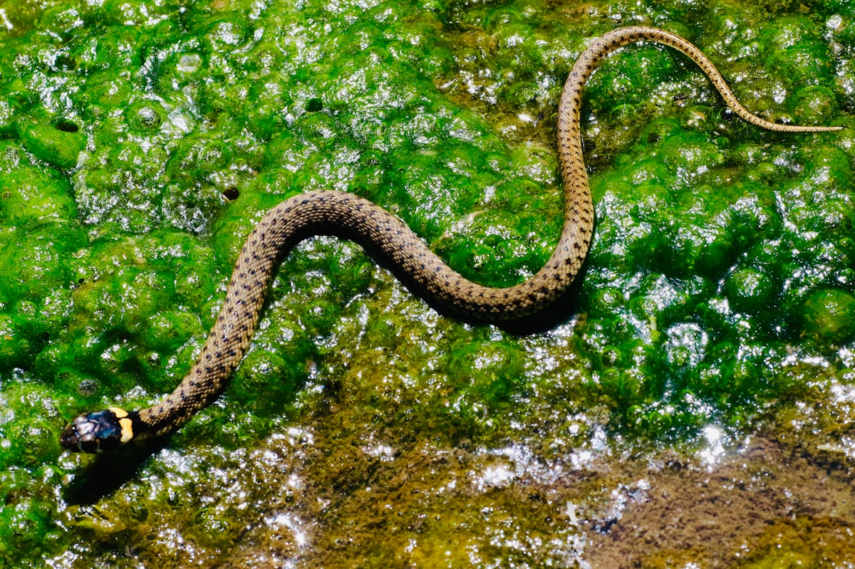 Secrets of the spiral: Scientists solve the mystery behind how baby snakes grow