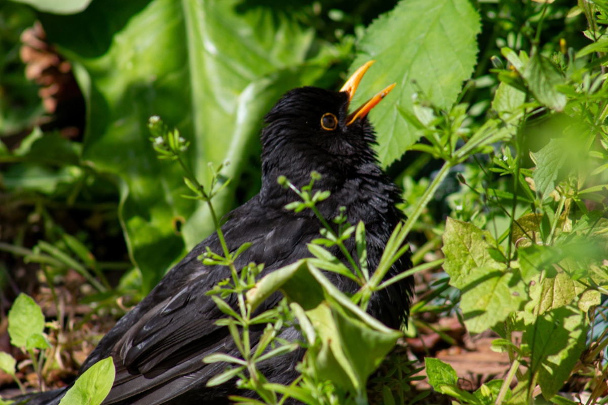 Science Reveals Why the Humble Blackbird Has the World's Most Beautiful Song