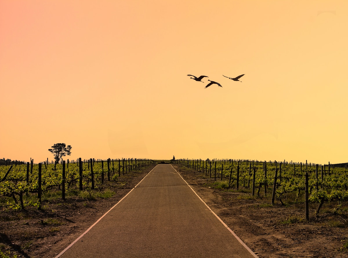 South African Vineyard Welcomes Flock of 1,000 Ducks as Natural Pest Control