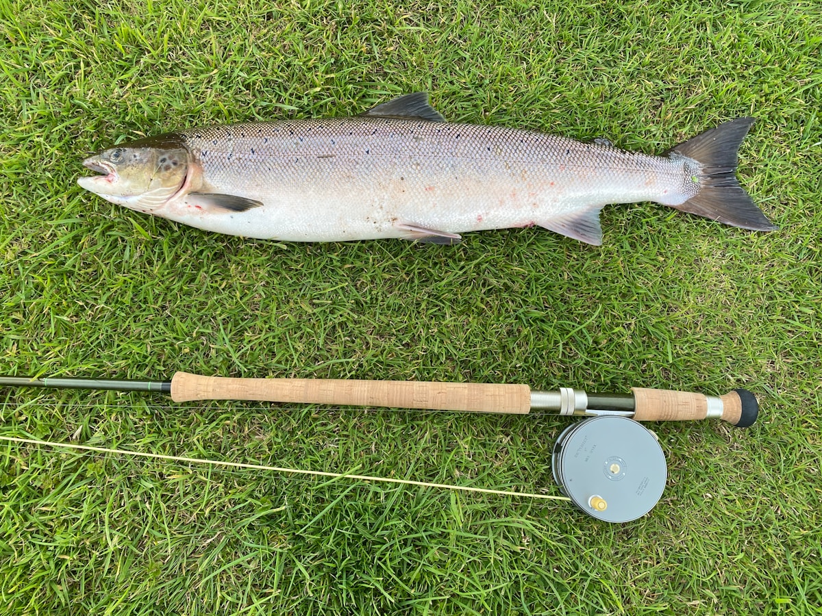 Coho Salmon Make a Spectacular Comeback in California Rivers, Defying Expectations