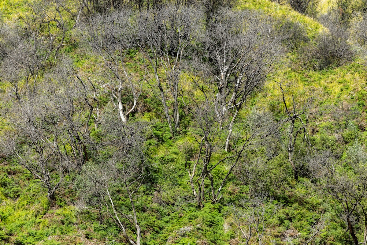 From Catchers to Protectors: How Former Songbird Hunters Are Restoring Java’s Forests