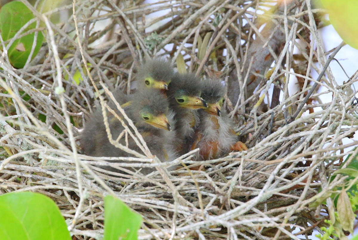 Quick-Thinking Florida Family Safeguards dozens of Disoriented Hatchlings