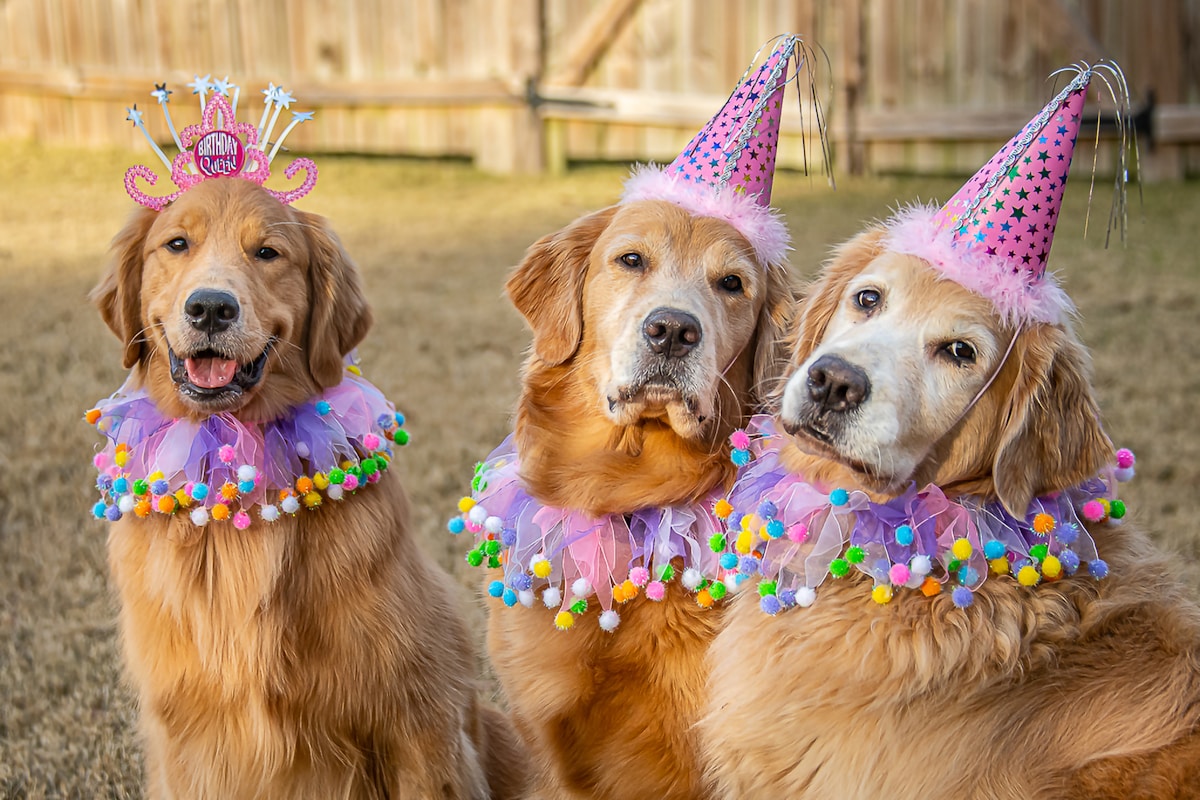 A Dozen Golden Pups Reconnect with Mom and Dad to Celebrate First Birthday