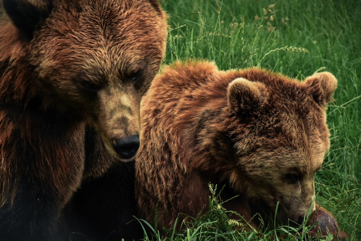 Bears, Bakeries, and Inspiring Conservationists Lead This Week's Uplifting News Roundup