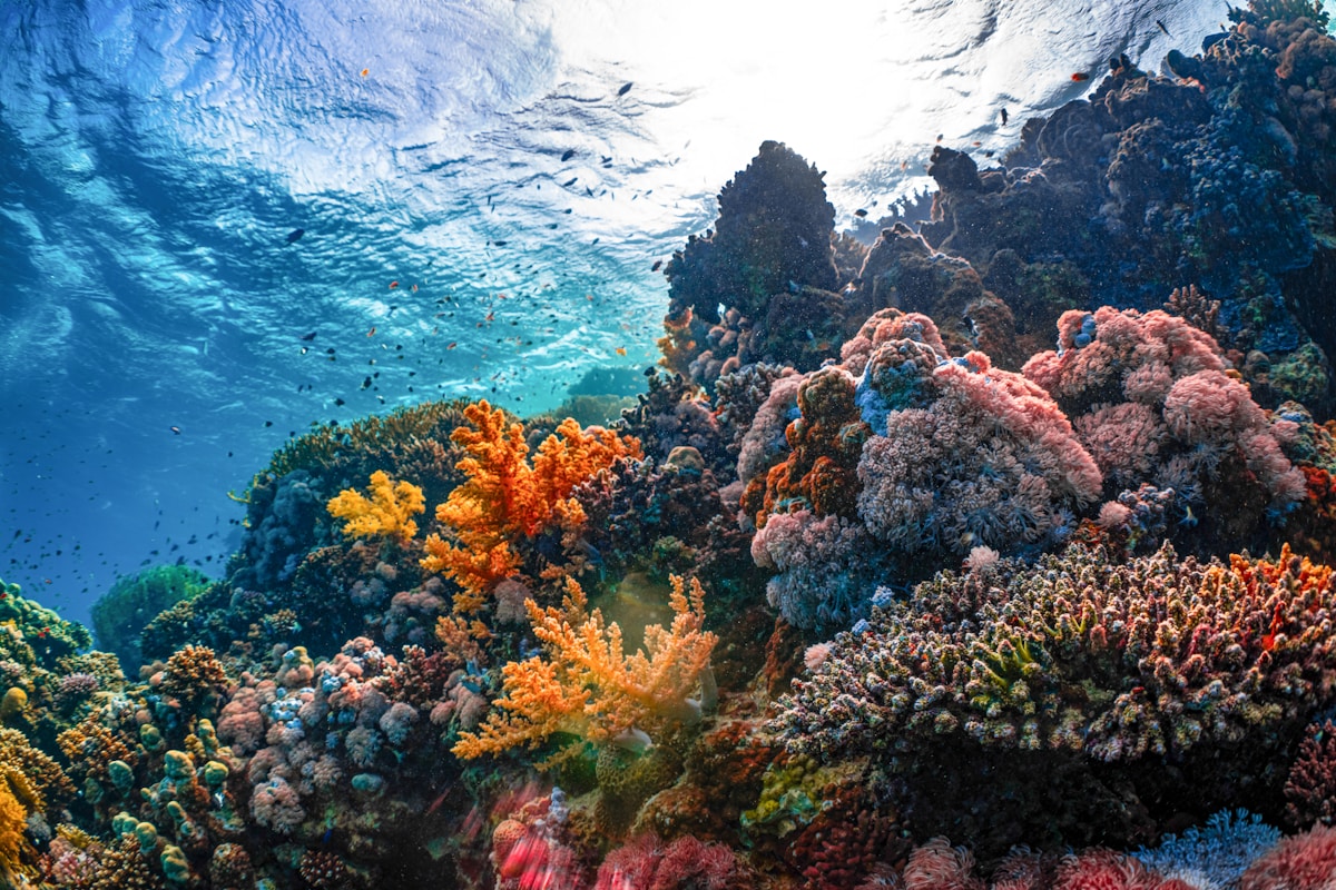 Friendly Bacteria Throw a Lifeline to Heat-Stressed Coral Reefs