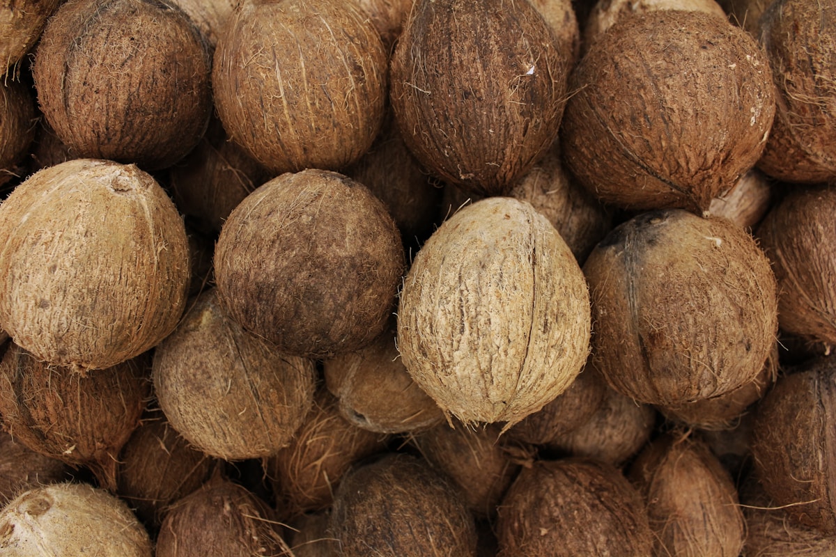 Hawaii High Schooler Finds Ocean-Cleaning Fungi in Everyday Coconut Husks
