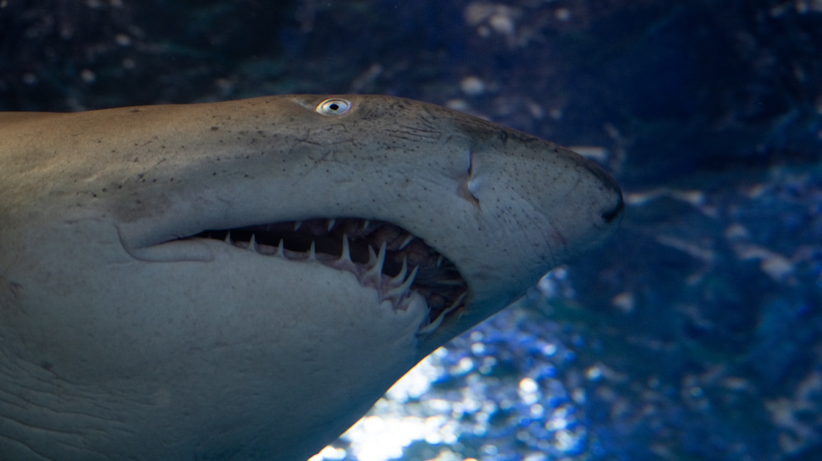 A Shaking Up of Shark Science: New Discovery Clarifies How Bonnethead Sharks Grow