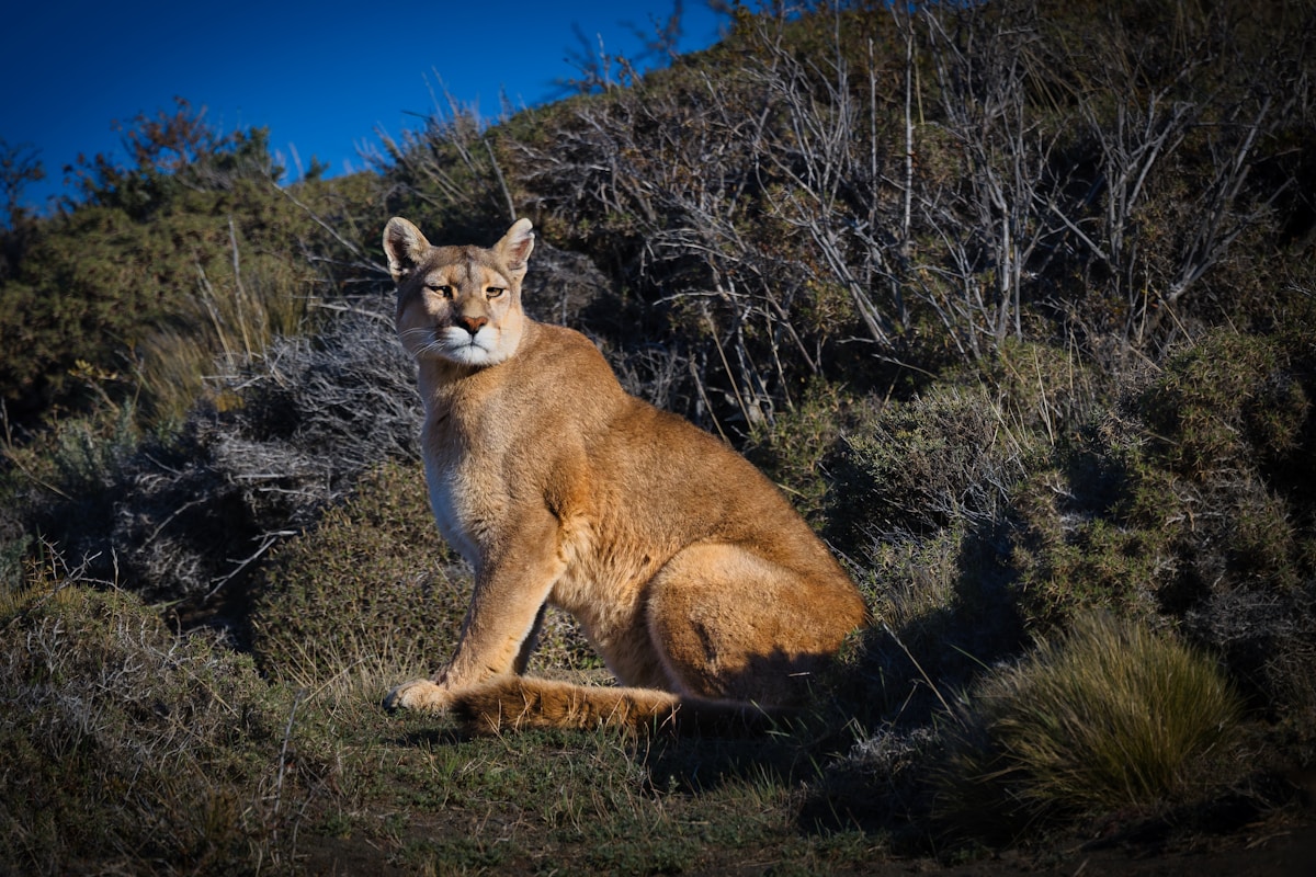 Fossils Reveal the Remarkable Adaptability of America's Extinct 'Cheetah'