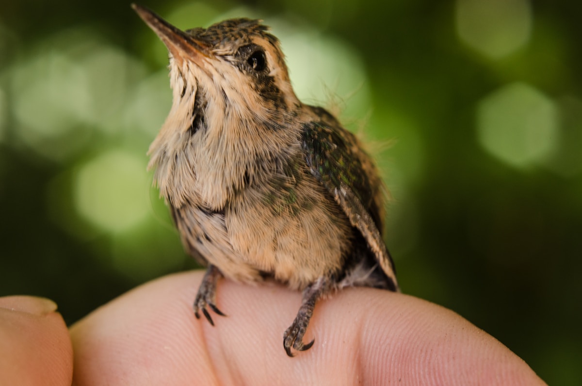 Micro-Backpacks Help Scientists Track the Extraordinary Journeys of Tiny Songbirds