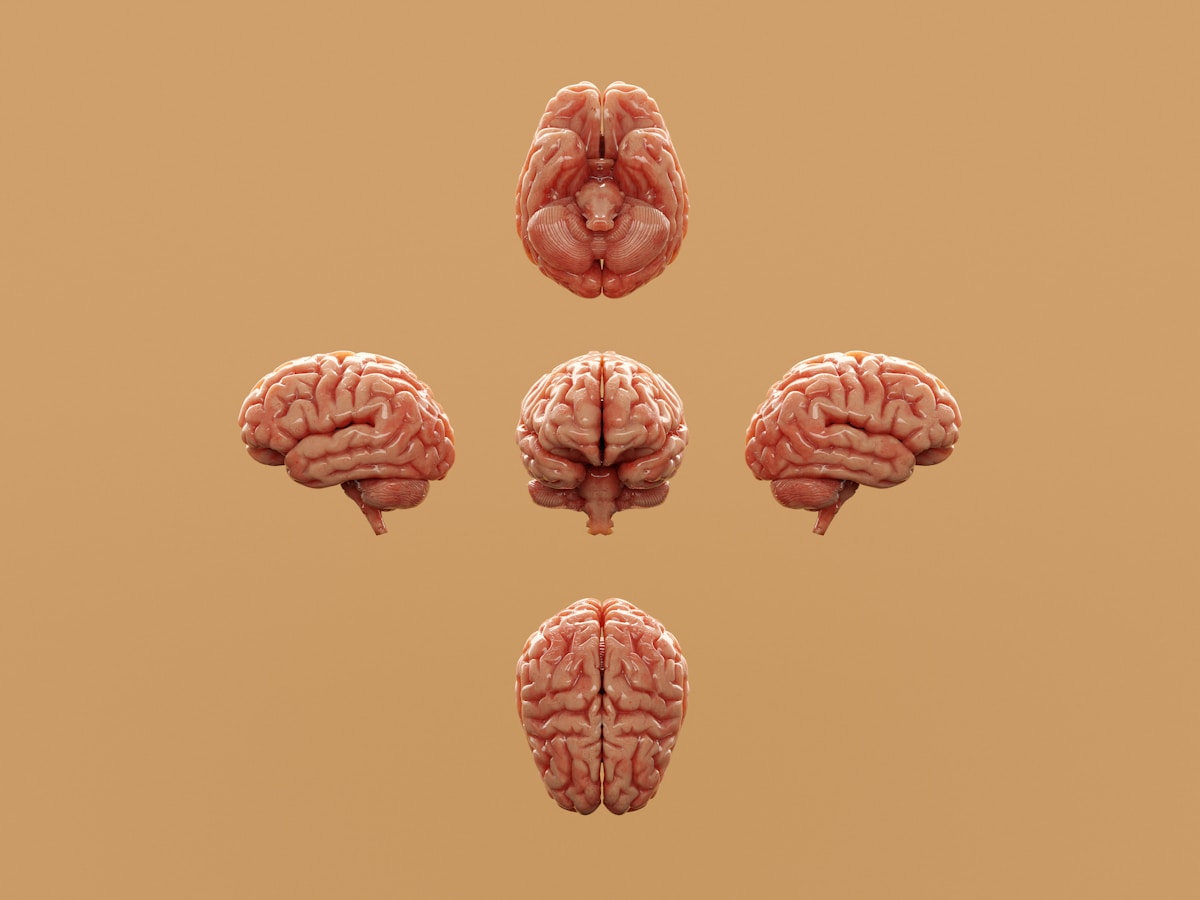 Unlocking the Brain’s Motivation Center: How Orexin Neurons Help Us Stay the Course