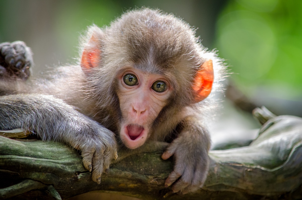 Critically Endangered Monkey Welcomes Healthy Baby Months After Groundbreaking Leg Surgery
