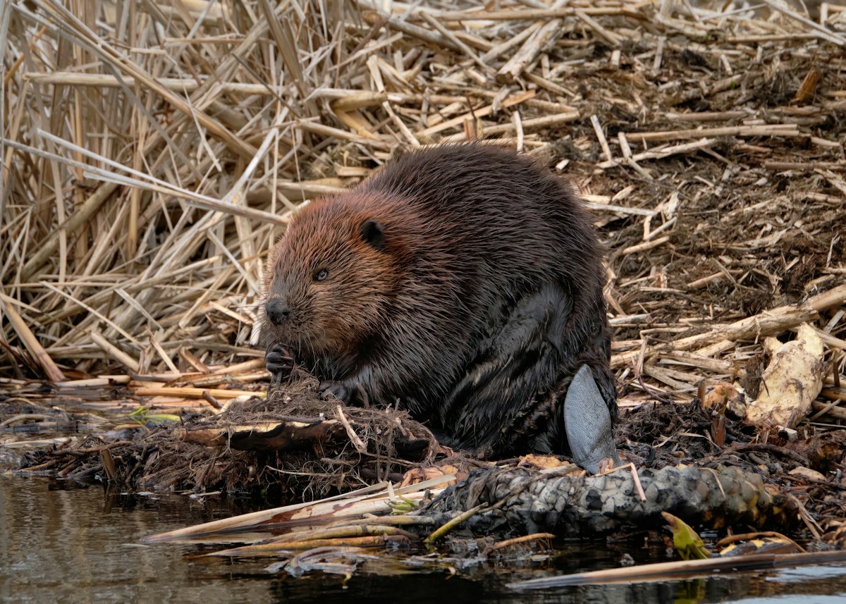 How Beaver Dams are Creating Natural Water Reservoirs to Fight Drought