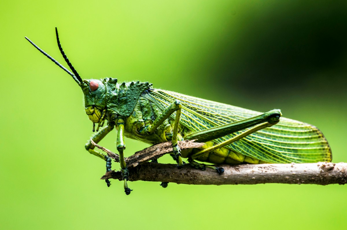Listen to the Ancient Earth: Researchers Recreate the Sounds of Jurassic Insects from 165 Million Years Ago