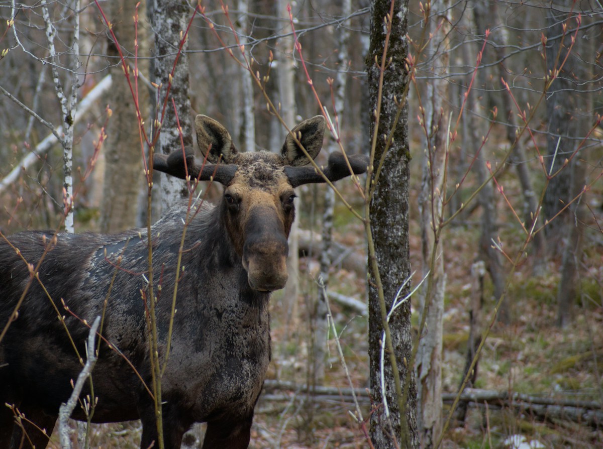 Maine Expands Its Underpass Network to Help Moose and Bears Cross Roads Safely