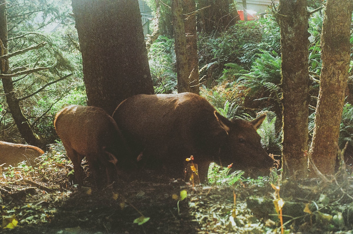 Meet the Tiny 'Pups' Born in Oregon Who Share a Surprising Family Tree with Elephants