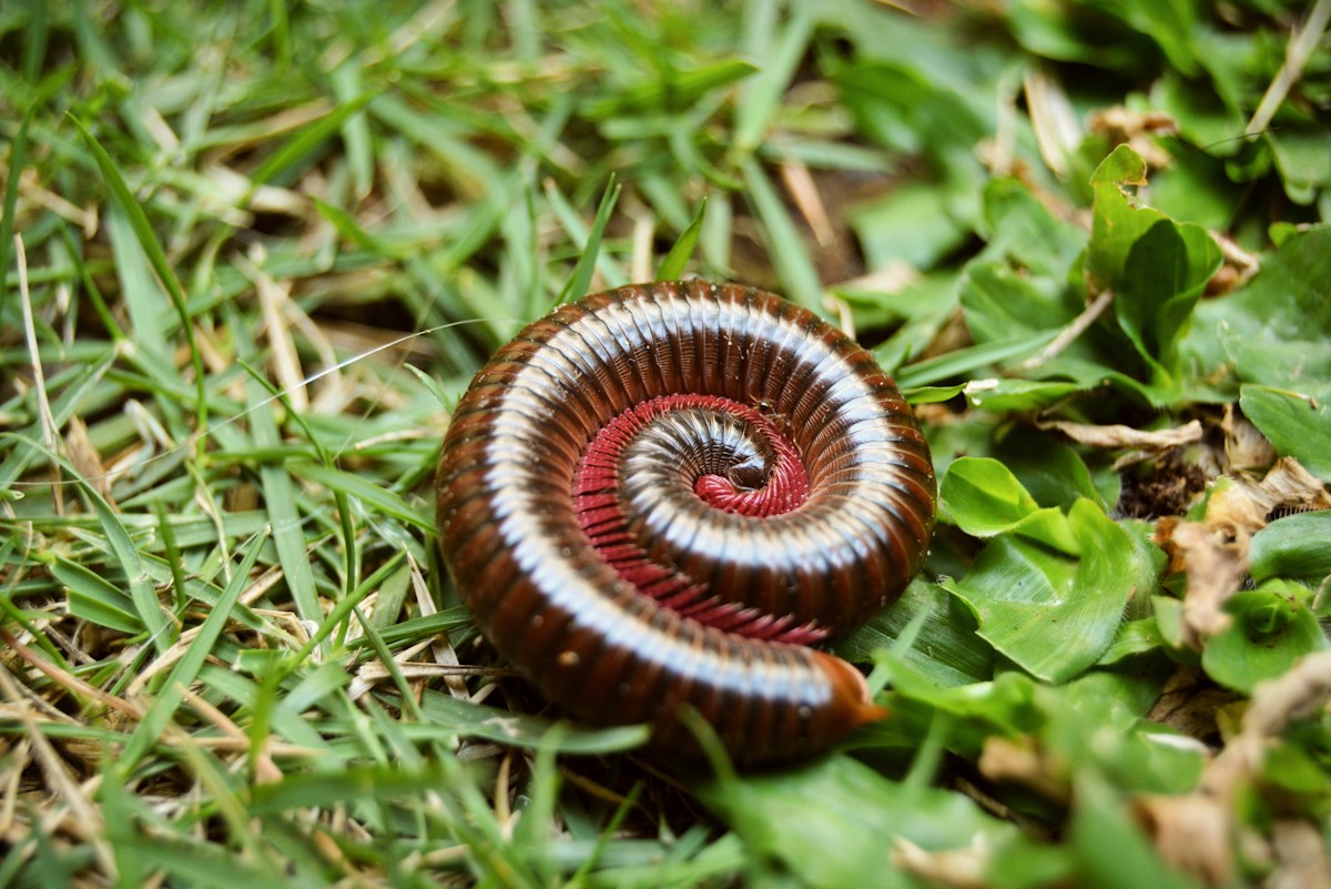 New Species of Millipede Named After Taylor Swift by Fan and Scientist