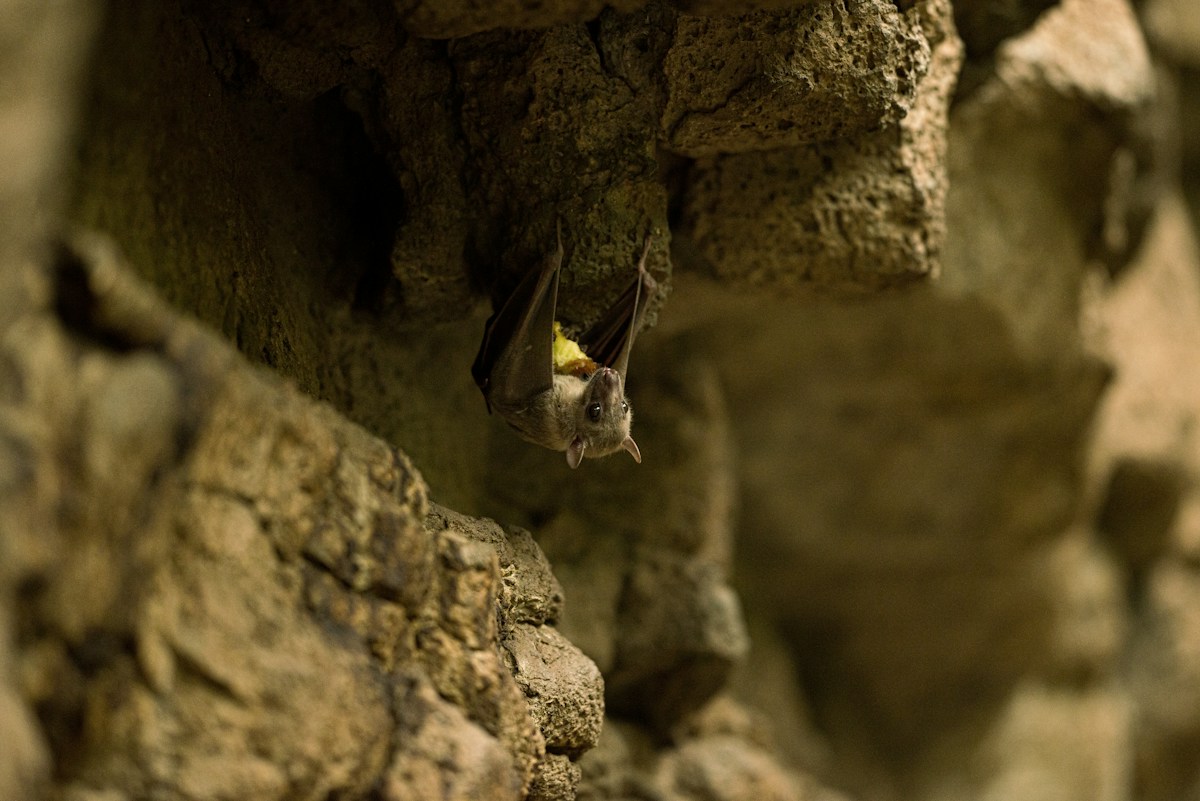 Rare Cave Bat Safely Rescued and Released After Unexpected Office Visit in Omaha