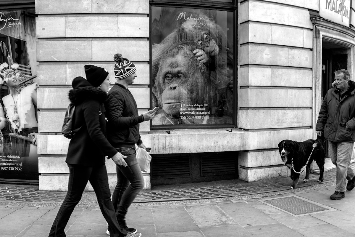 A Decade of Laughter and Conservation: Comedy Wildlife Photography Awards Celebrates 10th Anniversary with London Exhibition