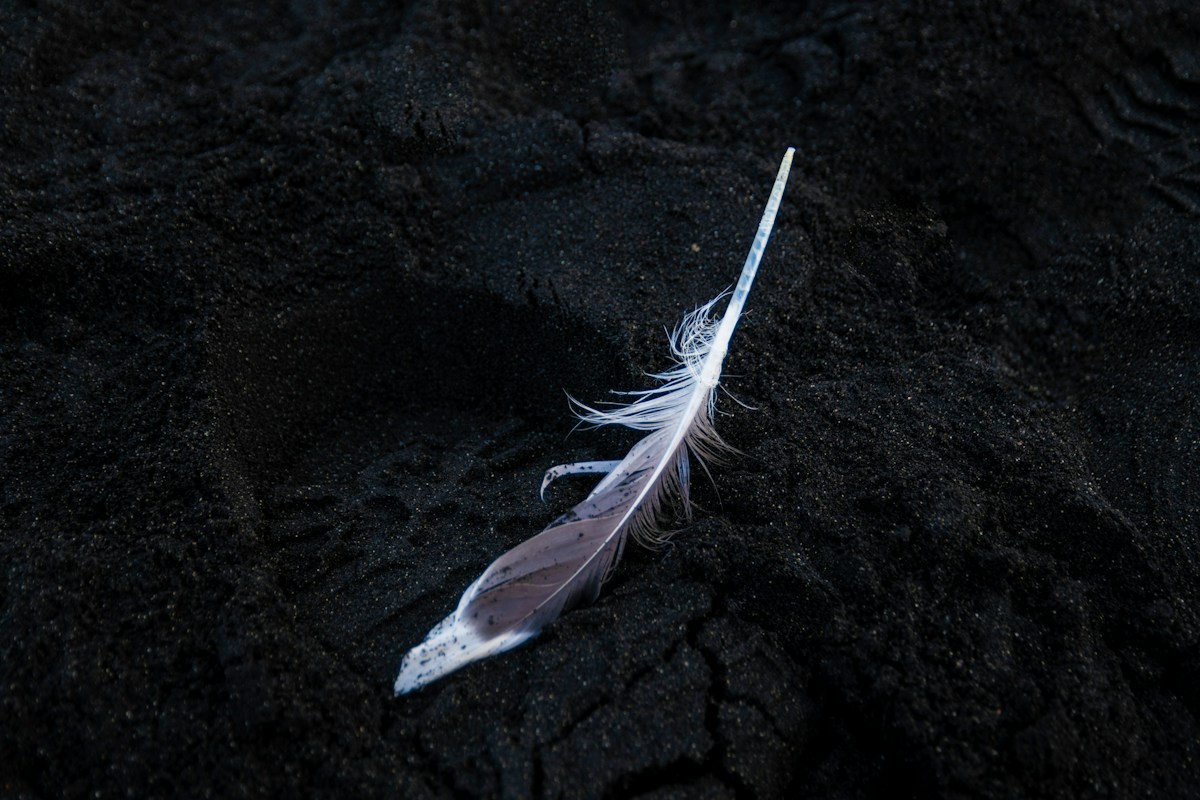 A Tiny Fossilized Feather Offers Big Clues Into Why Modern Birds Survived the Dinosaur-Era Asteroid