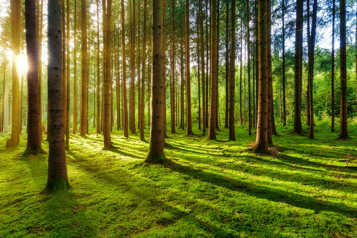 A Win for Nature and Innovation: Hope for Wildlife, Reforestation, and Mobility Technology
