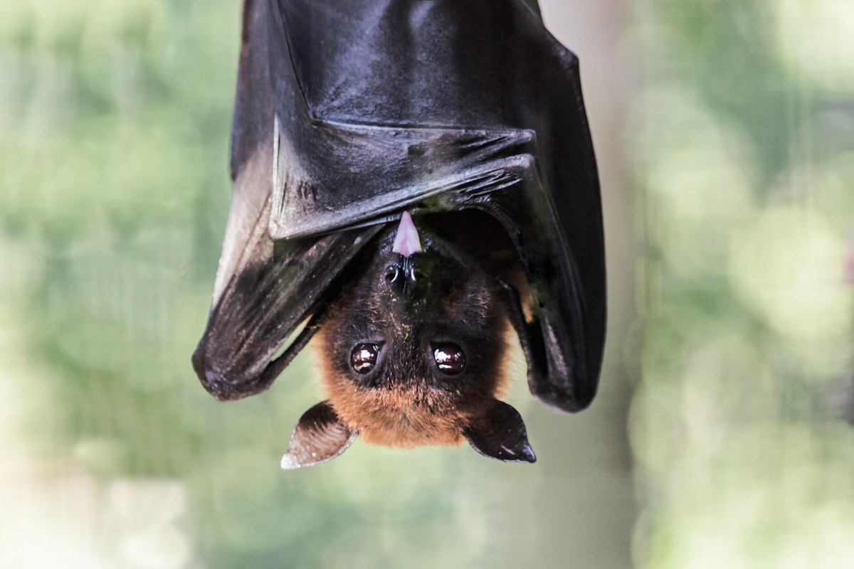 How bat genetics could unlock new pathways to healthy human aging