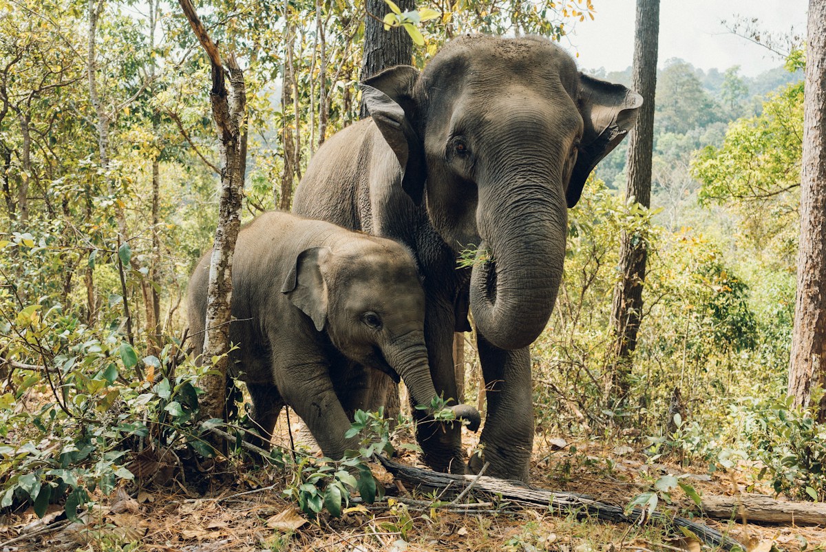 Asian Elephants Demonstrate Remarkable Self-Control and Decision-Making in New Study