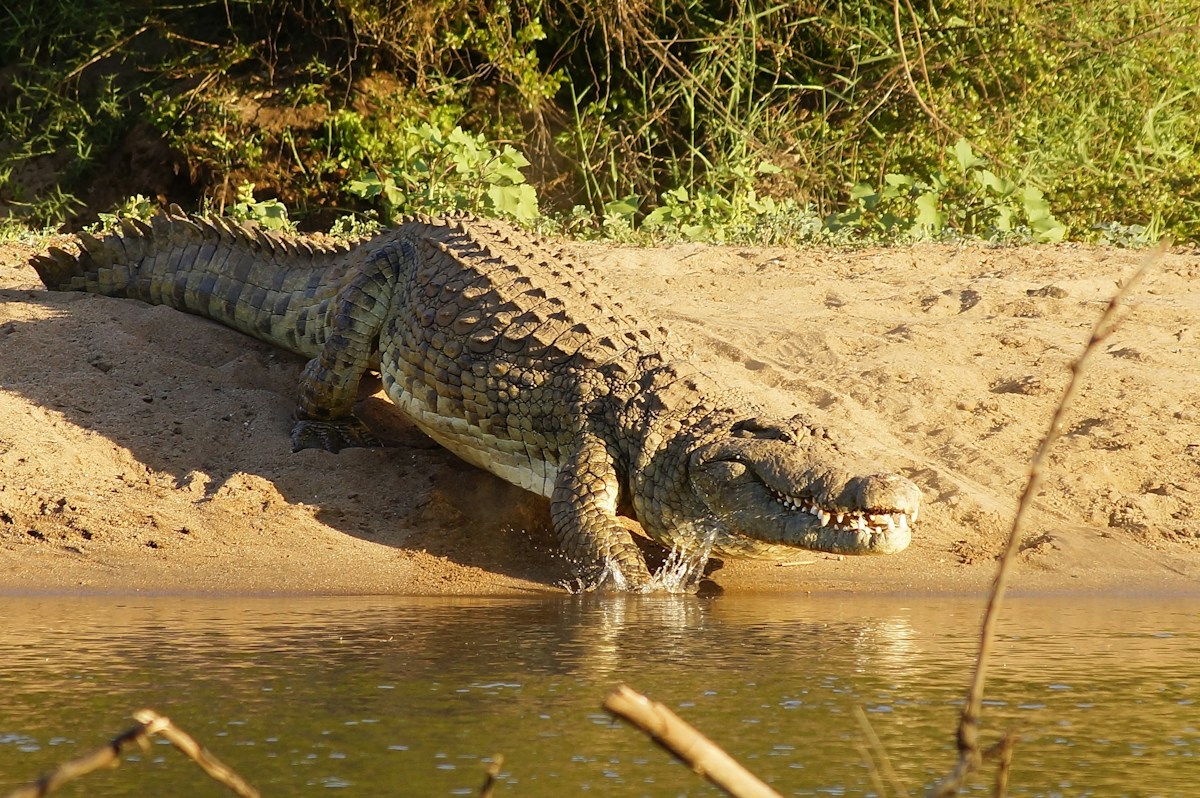 Captive-Raised Crocodiles Successfully Adapt to the Wild in Conservation Milestone