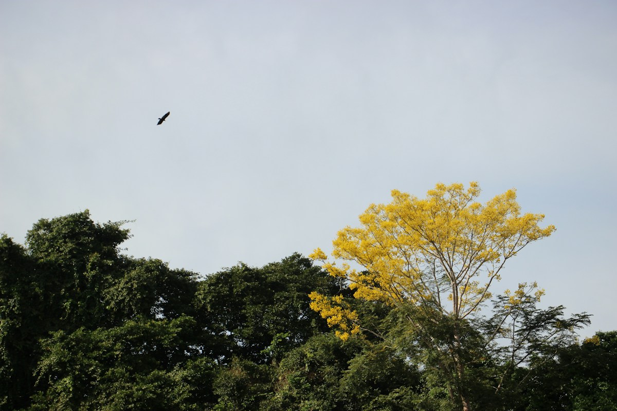 Colombia Shields Massive Stretch of Amazon Rainforest from Future Mining