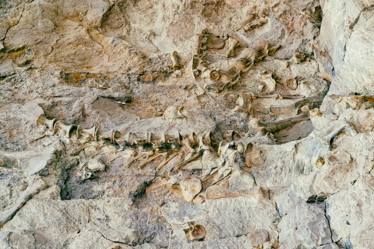 Fossilized Feather Found in Dinosaur Coprolite Offers Clues to How Ancient Birds Survived Mass Extinction