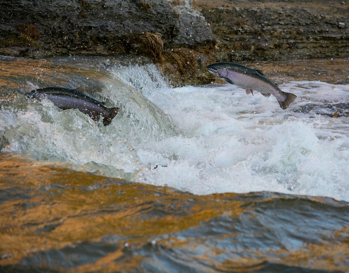 Historic Salmon Migration Brings 20,000 Chinook Back to the Klamath River