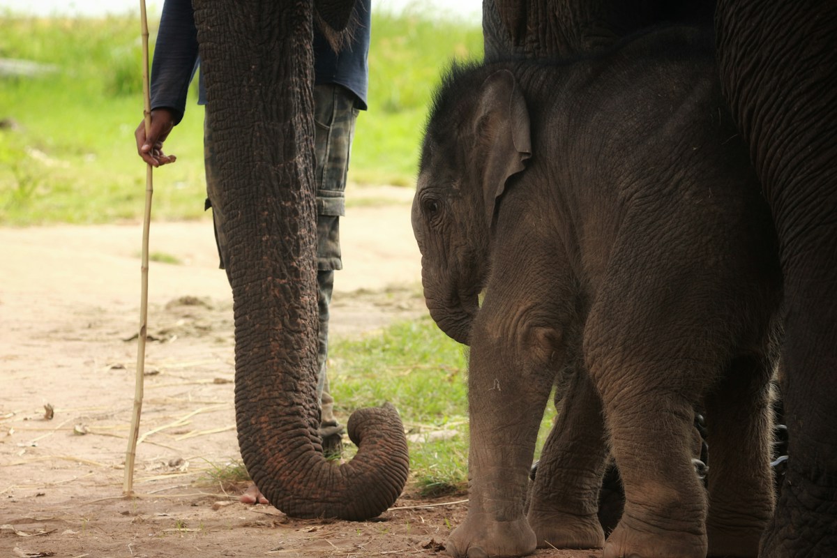 How Gentle Training Helps Young Elephants Partner in Their Own Healthcare
