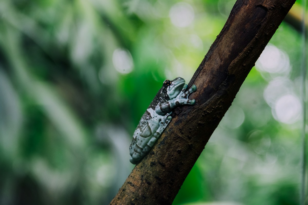 Hidden Amazonian Frog Species Discovered Thanks to Unique Call and DNA Testing