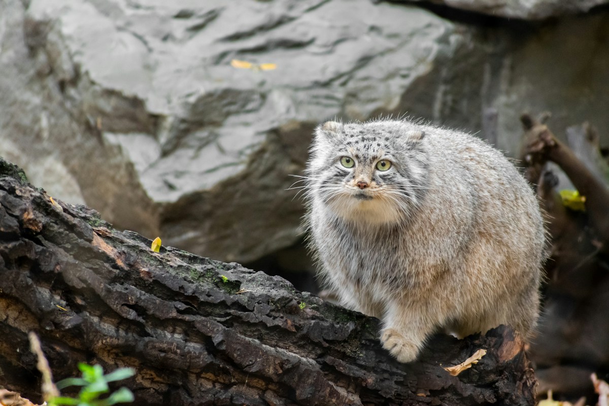 Scientists Discover New Wild Cat Species for the First Time in a Century