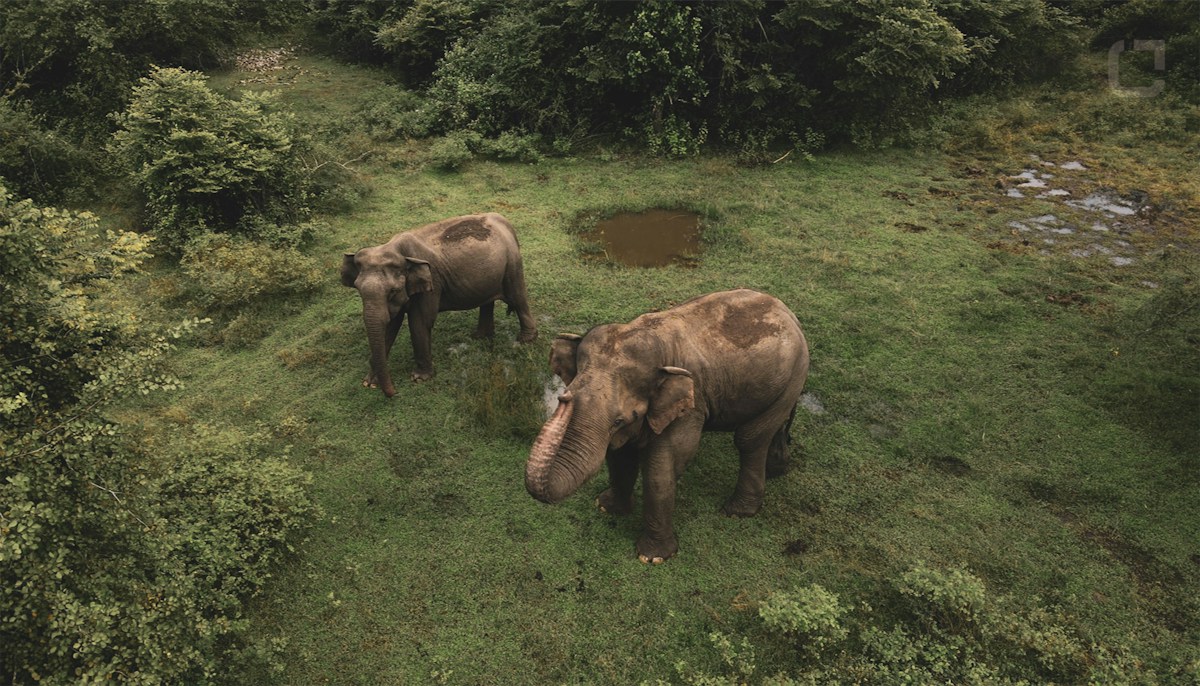 Innovative Radar Sensors to Protect Migrating Sri Lankan Elephants From High-Speed Trains