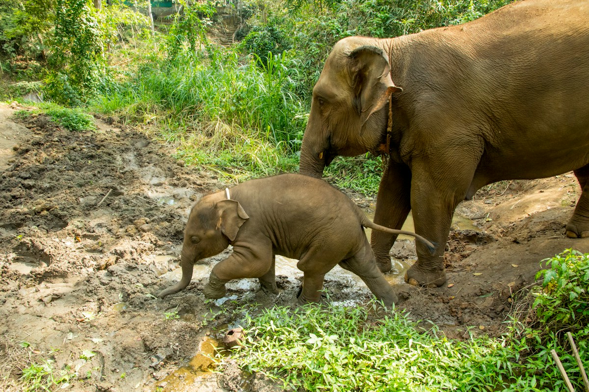 Park Rangers Safely Reunite Baby Elephant with Family After Quick-Thinking Rescue