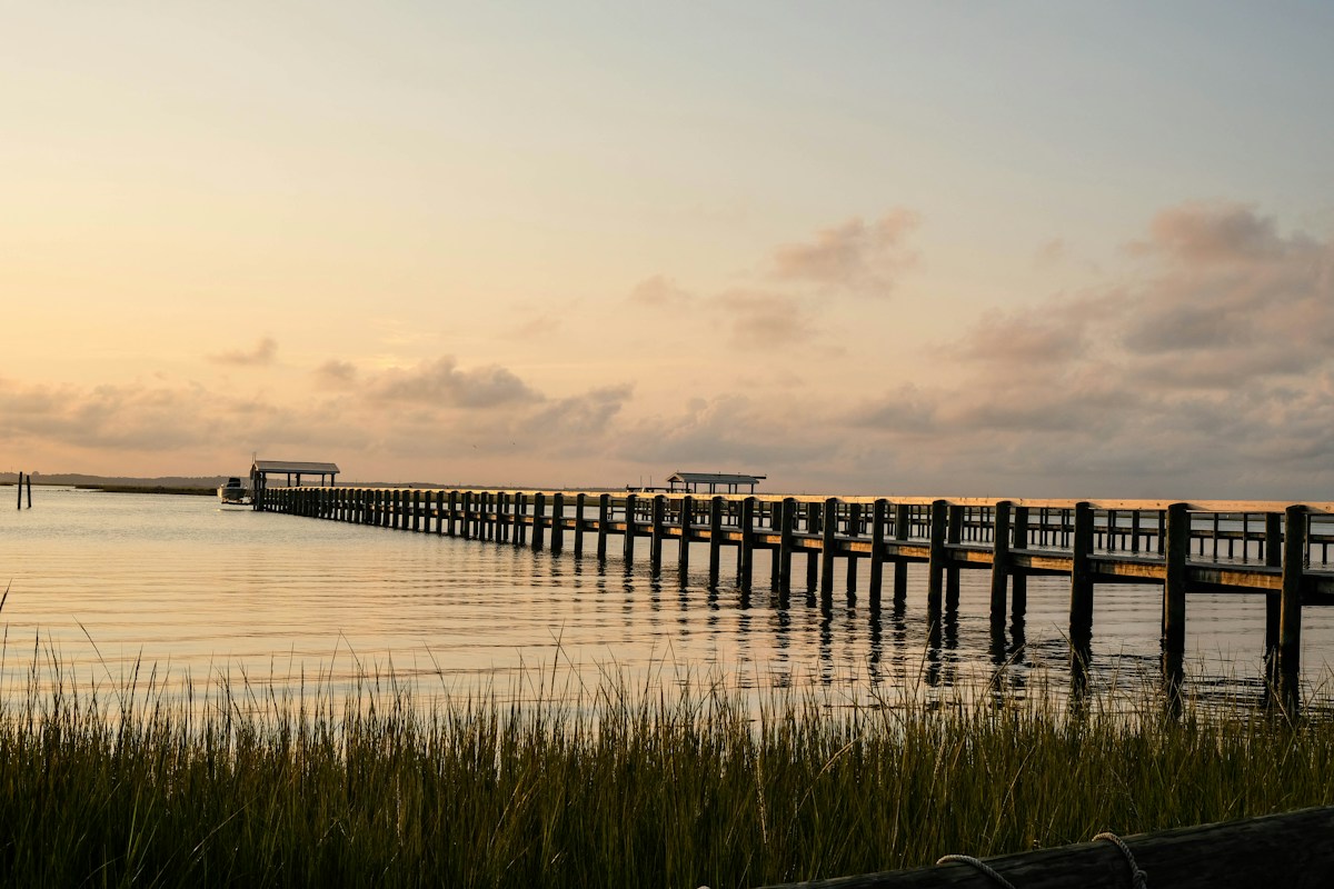 Conservation Efforts Spark Hopeful Recovery for Chesapeake Bay Blue Crabs