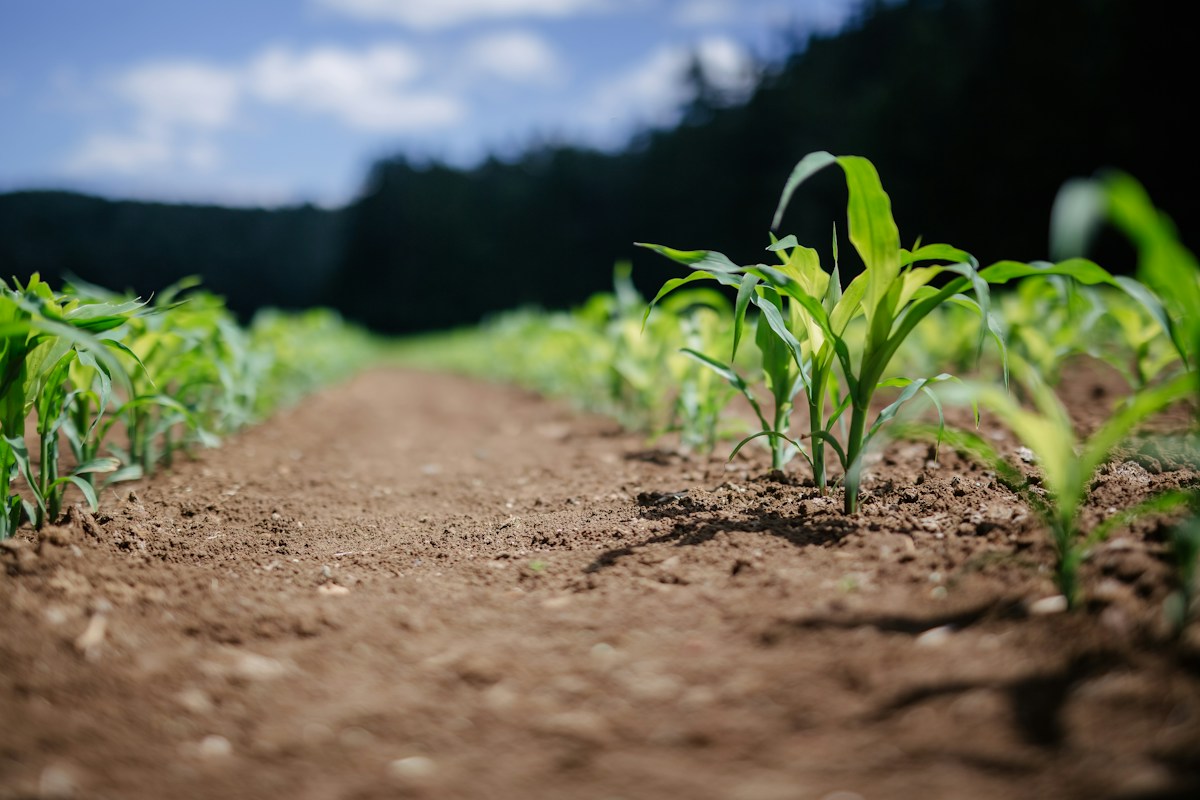 Deep-Sea Microbe's Heat-Defying Enzyme Could Pave the Way for Greener Agriculture