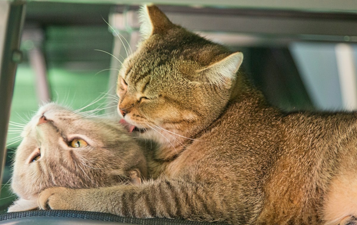 Feline scent secrets revealed: How a unique chemical signature helps cats identify one another