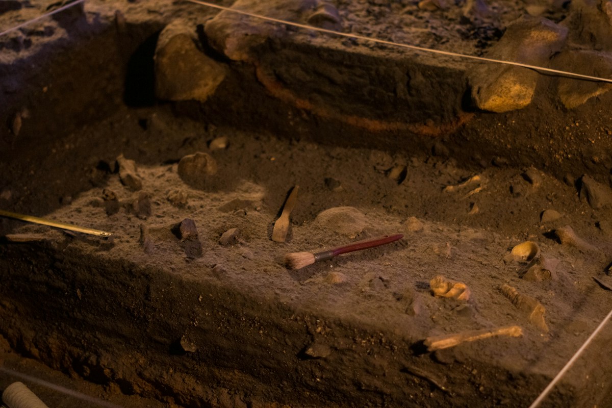 Fossil Discovery in Spain Reveals Famous Giant Dinosaur Roamed Beyond North America