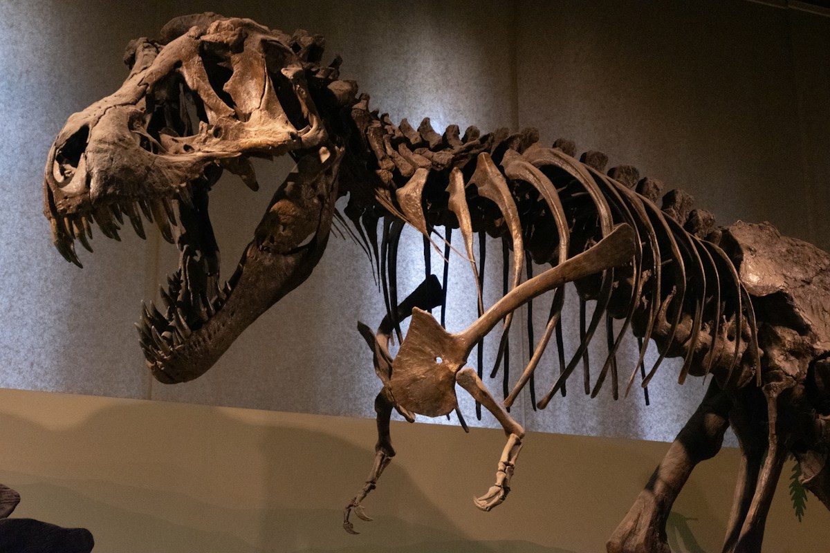 Fossilized Tooth Reveals T. Rex Had a Body Temperature Warmly Similar to Humans