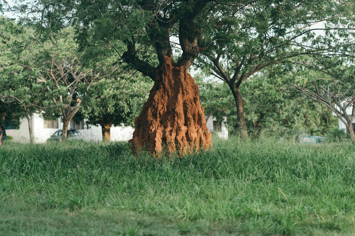 Innovative, non-toxic treatment successfully eliminates termite colonies by targeting their natural life cycle