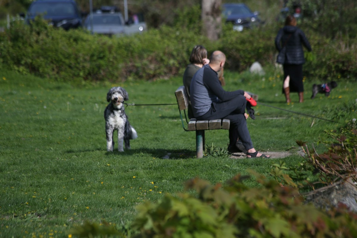 British Retirees Celebrate 15 Years of Opening Their Hearts and Home to 59 Foster Dogs