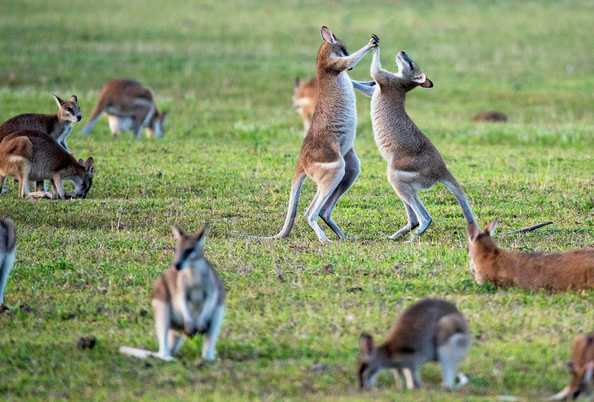 Elusive Wallaby Spotted in Australia for the First Time in Five Decades