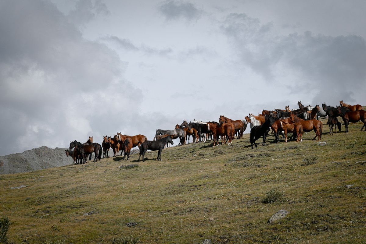 First Wild Horses Born in Kazakhstan in Over Two Centuries Mark Historic Conservation Success