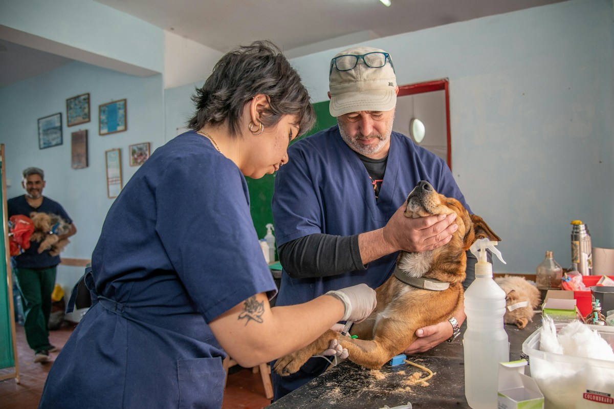 Historic $250 Million Donation to Make Veterinary Care Affordable for Millions of Pets