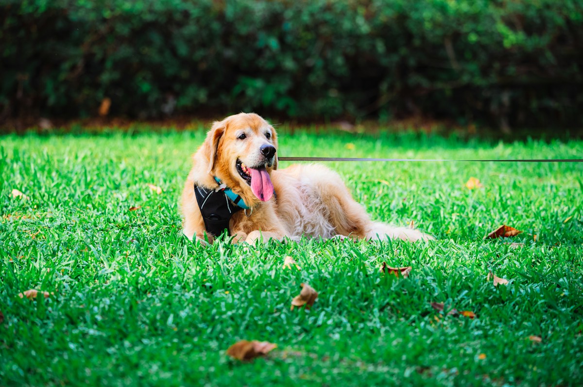 Innovative AI Trained by Dogs Achieves 90% Accuracy in Detecting Early Cancer from Breath Samples